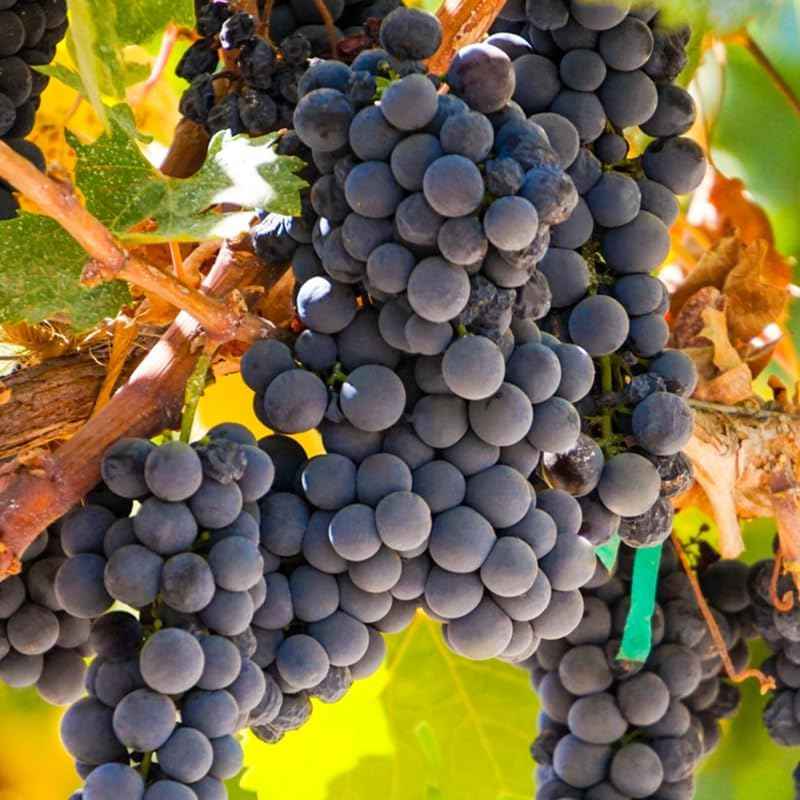 Grape Vine Plant Live for Planting, Grape Plant Live Grape Tree 1 to 2 Years Old, Grape Fruit Tree for Planting, Well-Rooted (Summer Royal Grape)