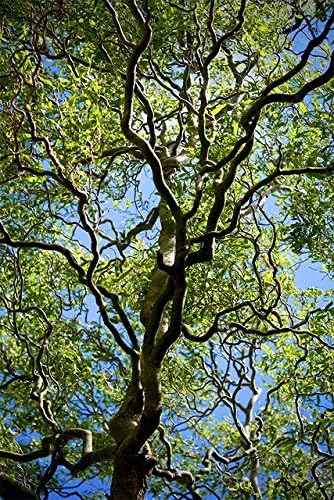 5 Willow Trees- Ready to Plant - 2 Weeping Willow Trees + 2 Austree Hybrid Willow Trees + 1 Corkscrew Willow Tree - Indoor Outdoor Live Trees - Bonsai Starts
