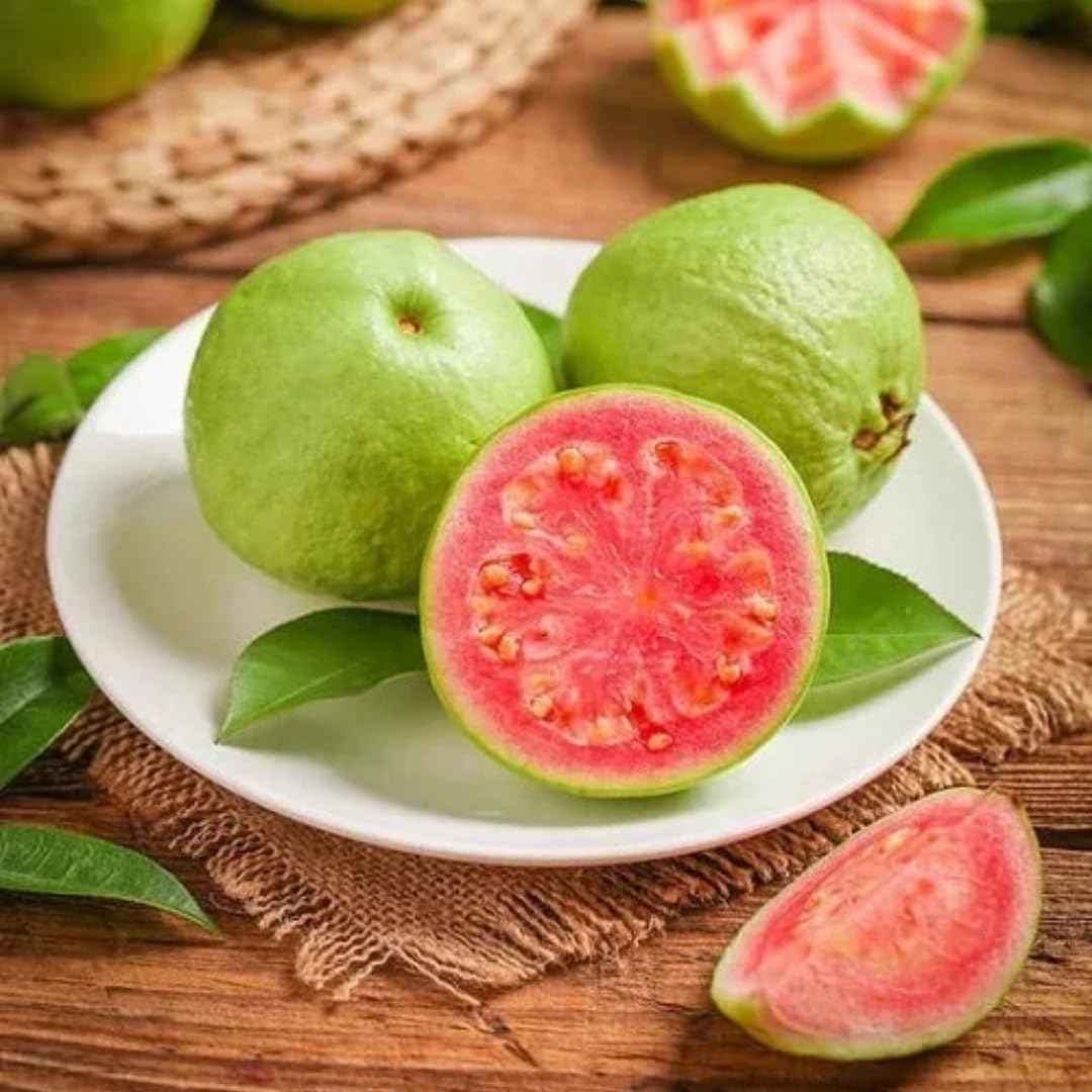 Pink Guava Tree Live Plant Starter Size, 7-12" in Tall, Outdoor Tropical Fruit Tree Fragrant and Sweet, Dormant in Winter