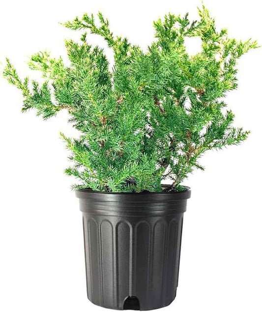 San Jose Juniper | 3 Live Gallon Size Plants | Juniperus Chinensis | Bonsai Drought Tolerant Cold Hardy Evergreen Groundcover