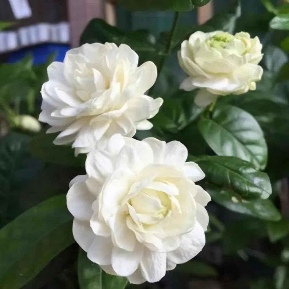 3 Jasmine Plants Live, Mix Jasmine Flower Plants Live Between 5 and 7Inc Long Outdoor Planting Indoor Fragrant Flowers, Easy to Plant