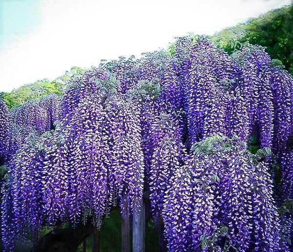 2 Blue Flowering Chinese Wisteria Vines - 12-18" Tall Live Plants - Wisteria Seedlings - Wisteria sinensis - (2 Pack)
