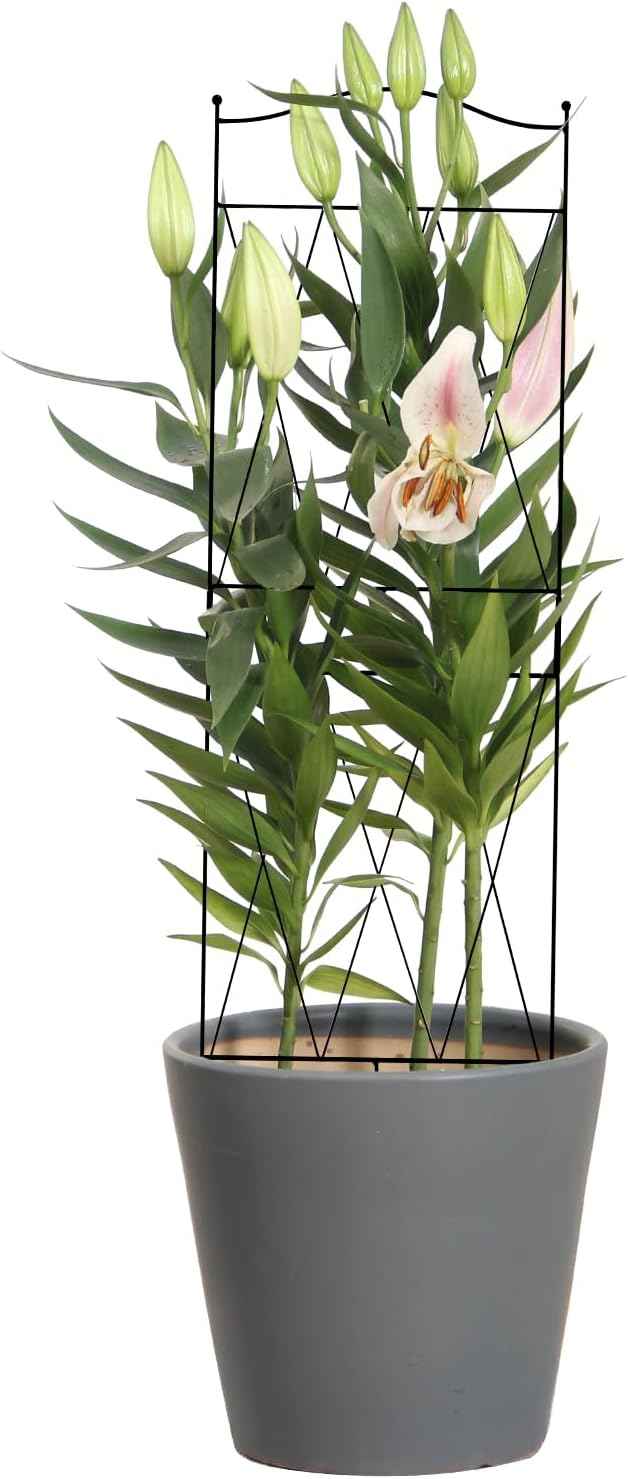 32 Inch Metal Plant Trellis for Climbing Plants, 4 Pack Garden Trellis, Decorative Support for Pothos, Monstera, Ivy, Flowers & Houseplants，Indoor & Outdoor
