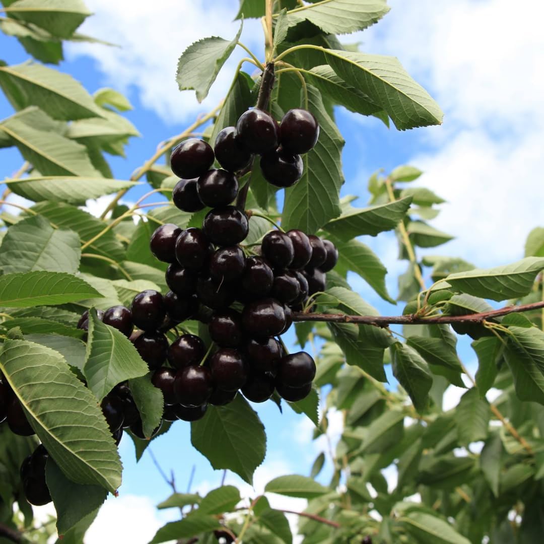 Black Cherry Tree Live Plant, 1 Year Old Sweet Cherry in Quart Pot, Hardy Fruit Shade Tree for Garden or Landscape