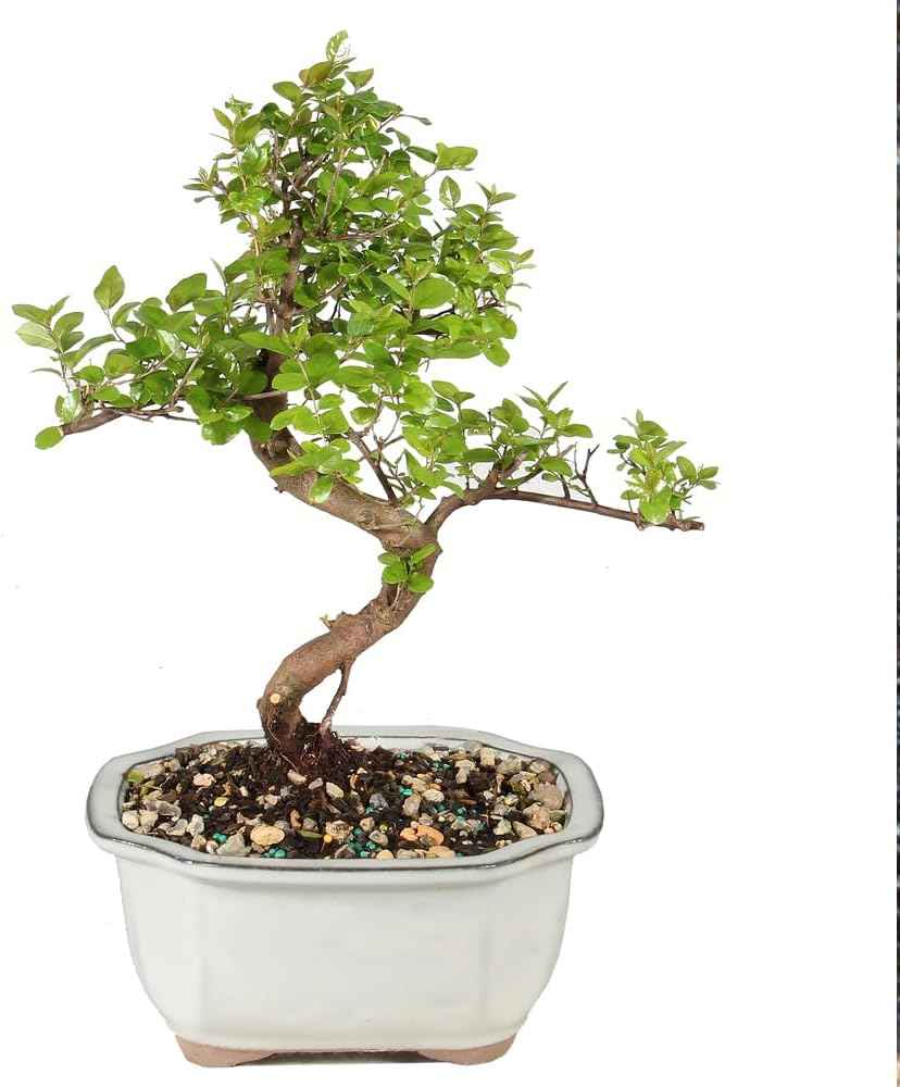 Brussel's Bonsai Live Chinese Sweet Plum Bonsai Tree - 5 Years, 6 to 10 in - Indoor Bonsai in Ceramic Bonsai Pot