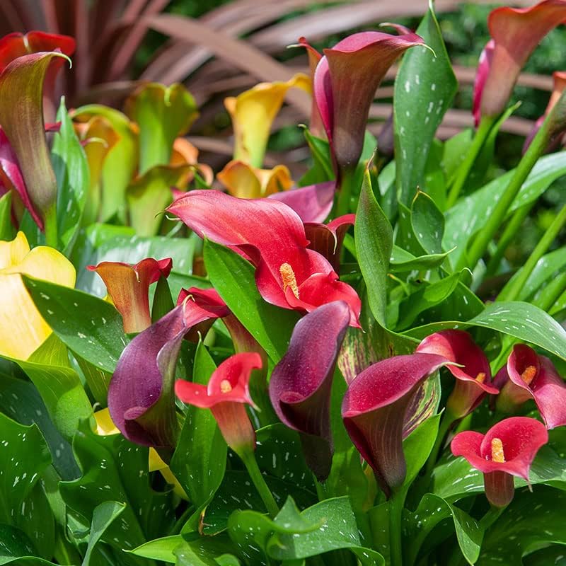 Complete Flower Bulb Garden - 75 Bulbs for 50 Days of Continuous Blooms (Summer Color from July Through October) - Easy to Grow Summer Planting Bulbs by Willard & May