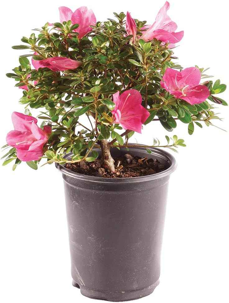Brussel's Bonsai - Live Satsuki Azalea Bonsai Tree in Grower Pot, Outdoor Flowering Bonsai Tree Live Plant, 5 Years Old, 5-8 Inches Tall, Easy Care Plant for Patio Garden (Small)