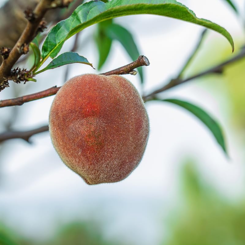 1 Year Old Red Peach Seedling Tree Live Plant, 6 to 12 Inches in Tall, Winter Hardy for Gardening Outdoor, Dormant, No Leaf, No CA