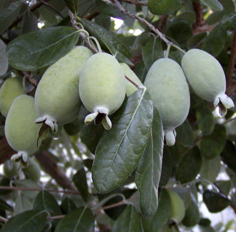 Pineapple Guava Tree Live Plant, Sweet Guavas Plant Tropical Fruit Tree 4-6 Inch Tall