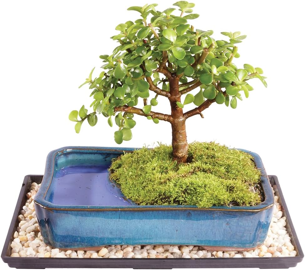 Brussel's Bonsai Live Dwarf Jade Bonsai Tree - Medium