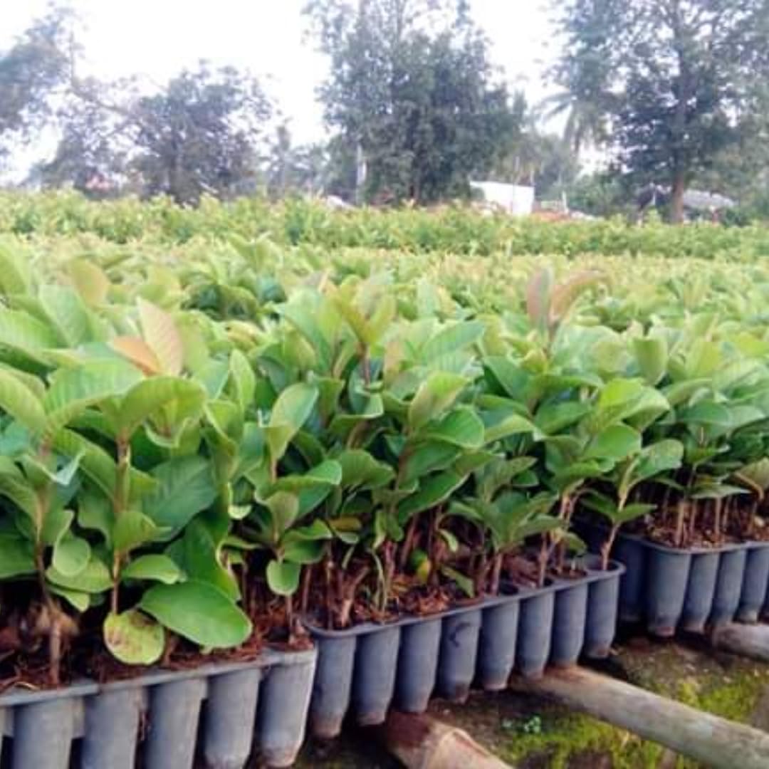 Pink Guava Tree Live Plant Starter Size, 7-12" in Tall, Outdoor Tropical Fruit Tree Fragrant and Sweet, Dormant in Winter