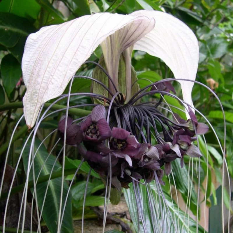 White Tacca Plants Live in 4 Inch Pot, White Bat Flower Well Rooted for Planting Indoor Outdoor, Ornamental Houseplant