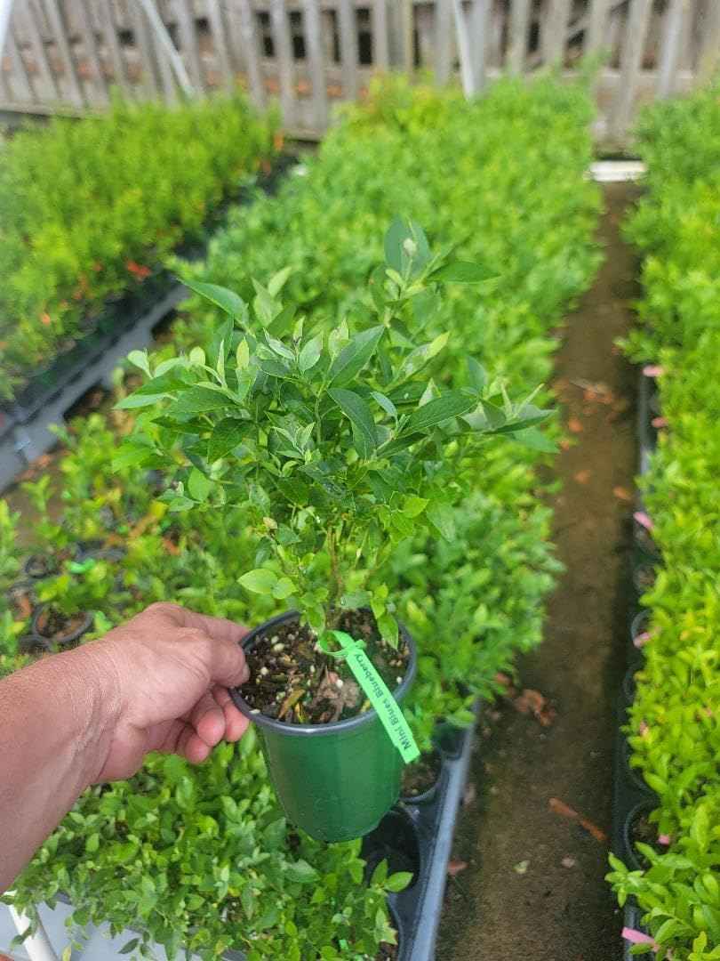 Mini Blues Blueberry Bush - Live Plant - (1 QT)