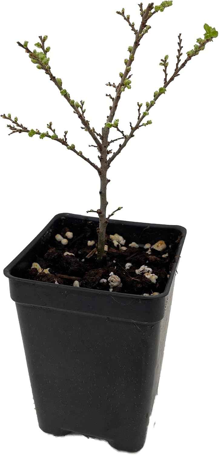 Seiju Dwarf Chinese Elm - Ulmus parvifolia - 2.5" Pot - Fairy Garden/Bonsai