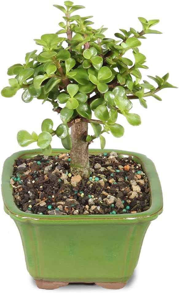 Brussel's Bonsai - Live Dwarf Jade Bonsai Tree in a Ceramic Bonsai Pot, Indoor Succulent Houseplant, 3 Years Old, 5-8 Inches Tall, Easy Care Plant for Home or Office (Small)