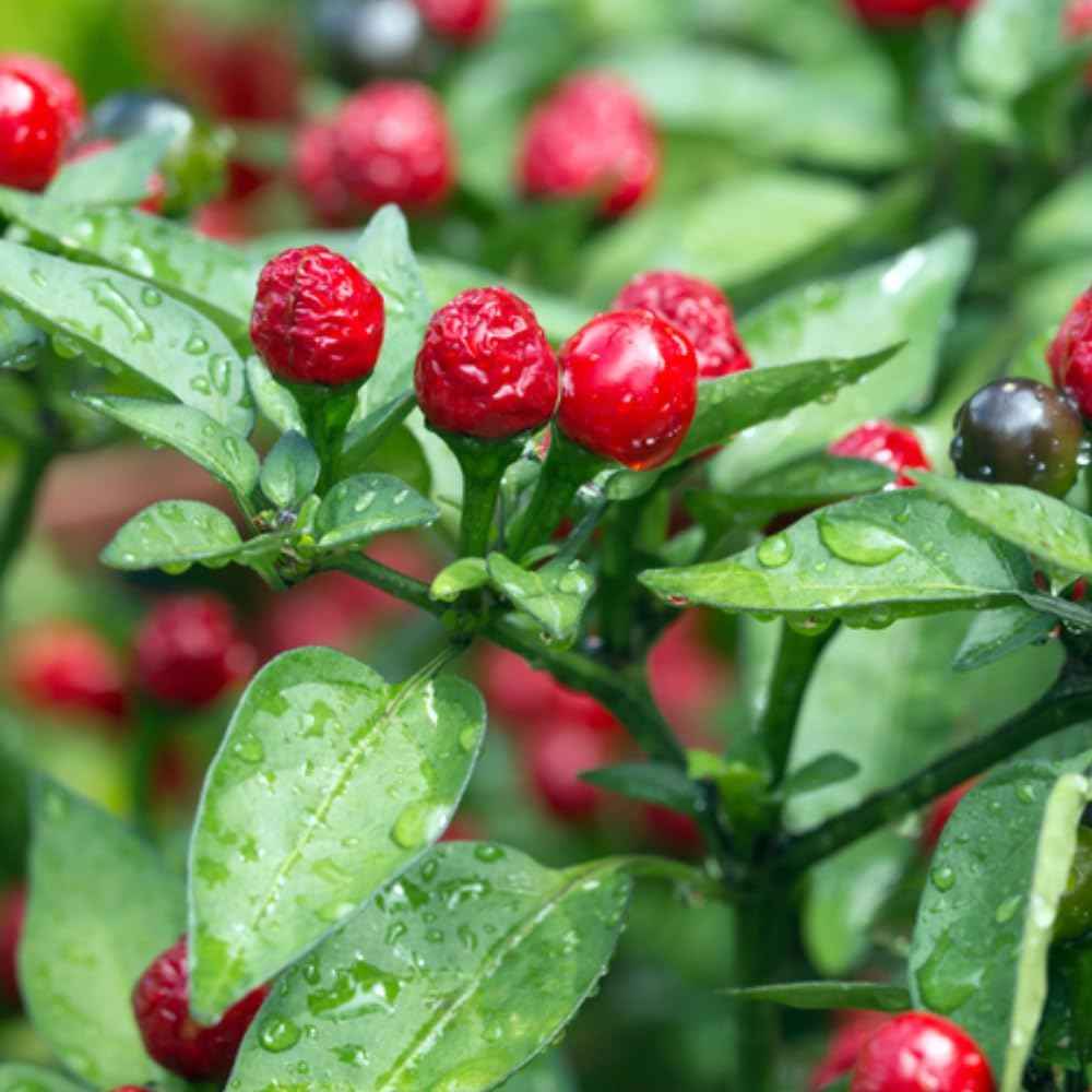 2 Red Chiltepin Pepper Chili Plants, Hot Red Plant Live, 120 Days Old Pepper for Planting