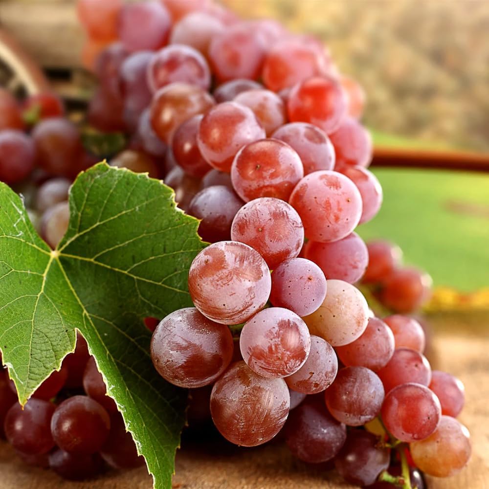 Grape Vine Plant Live for Planting Outdoors, Grape Plant Live Grape Tree to Grow 1-2 Years Old Well-Rooted, Black Grape Fruit Tree Live Plant (Red Grape)