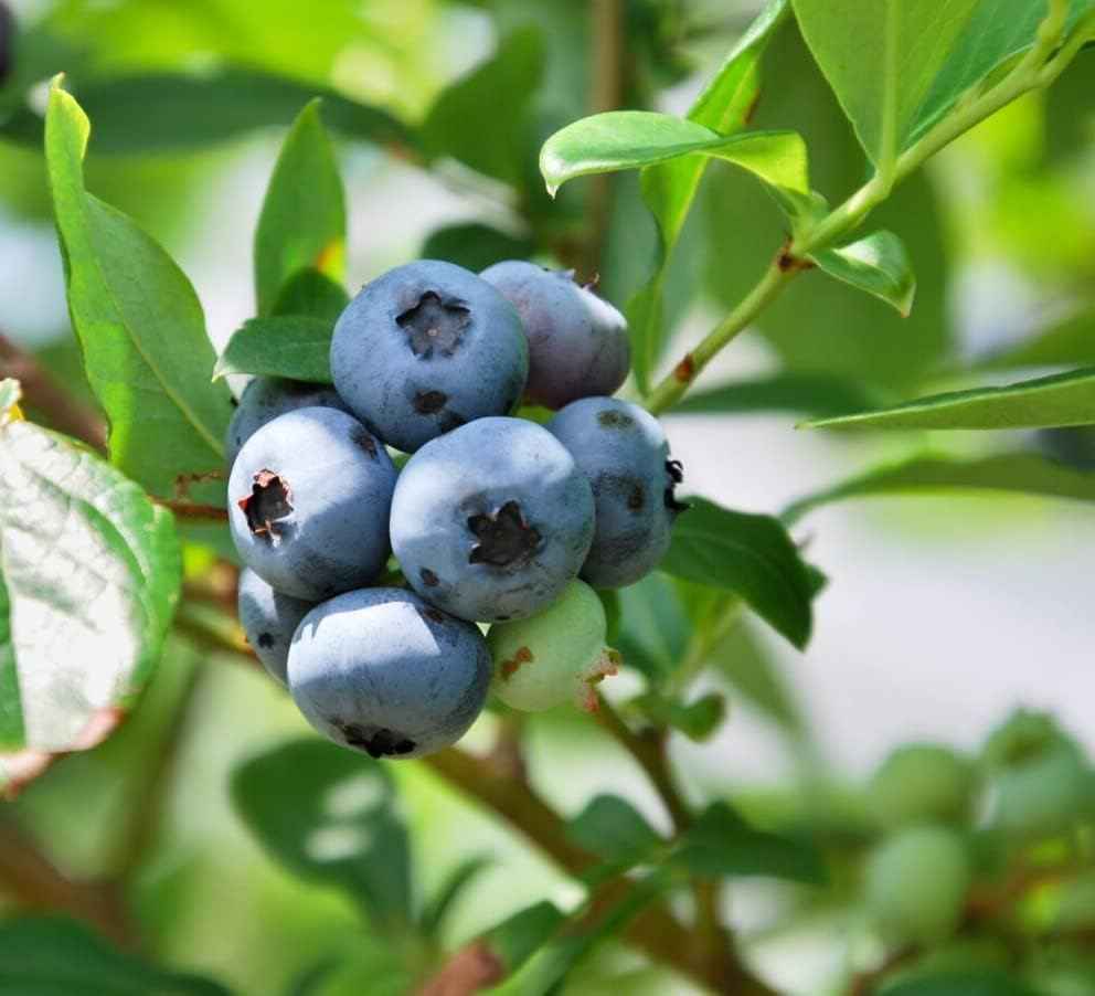 Mini Blues Blueberry Bush - Live Plant - (1 QT)