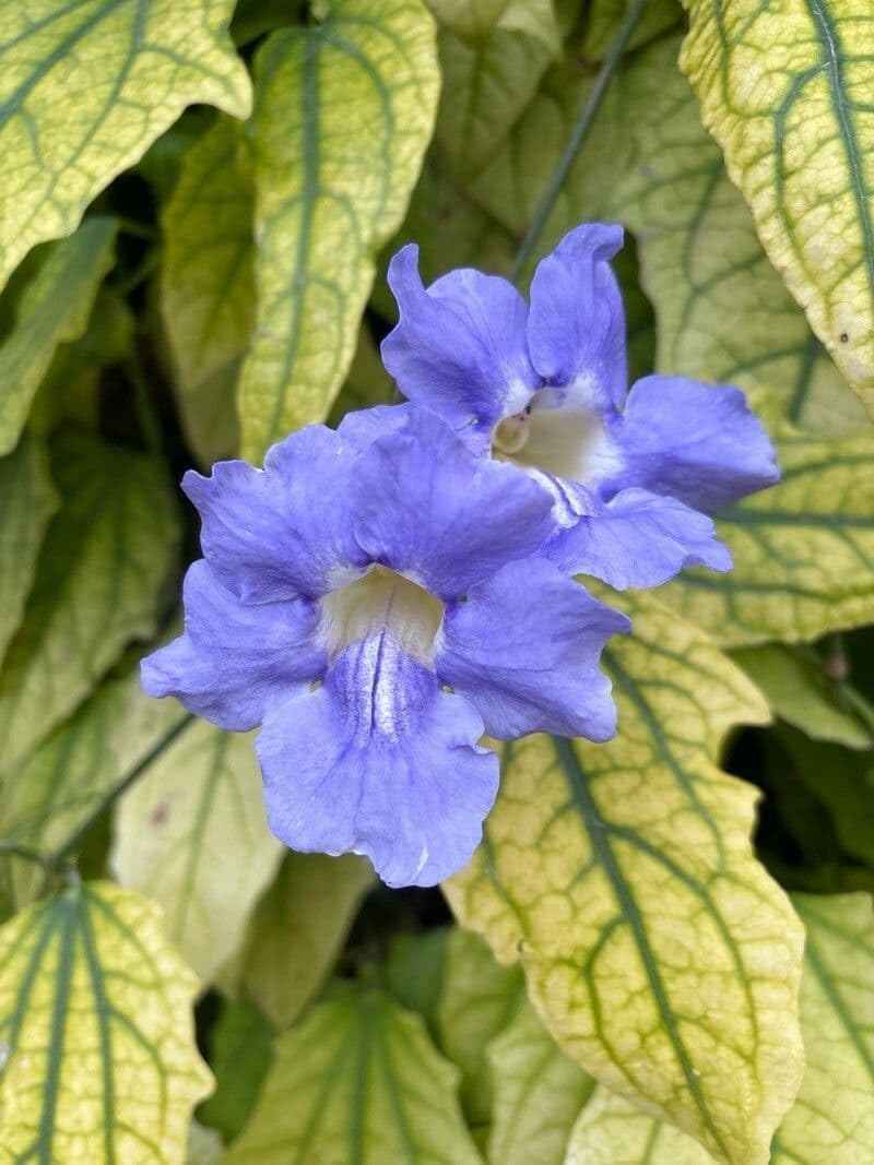 Thunbergia Grandiflora Plants | Pack of 2 (Two) | 5-9 Inch Blue Trumpet Vine | Sky Vine/Bengal Clock Vine | Fast-Growing Large Climber for Fences, Arbors & Privacy Screens