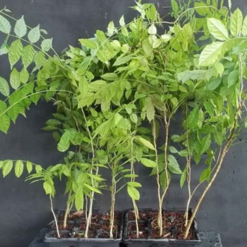 Blue-Purple Wisteria Tree Live Plant 1 Year Old Seedling, Purple Wisteria Live Plants for Outdoor Garden, 6-13" in Tall, Dormant