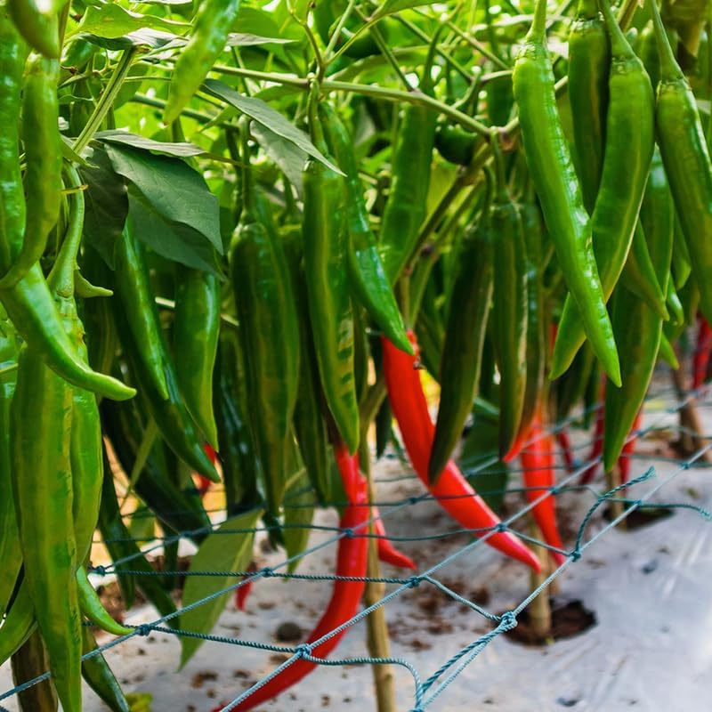 Set 4 Super Hot Peppers Live Plants, 90 Days Old Hot Pepper Chili Plant for Spring Planting, Assorted Color (Super Hot)
