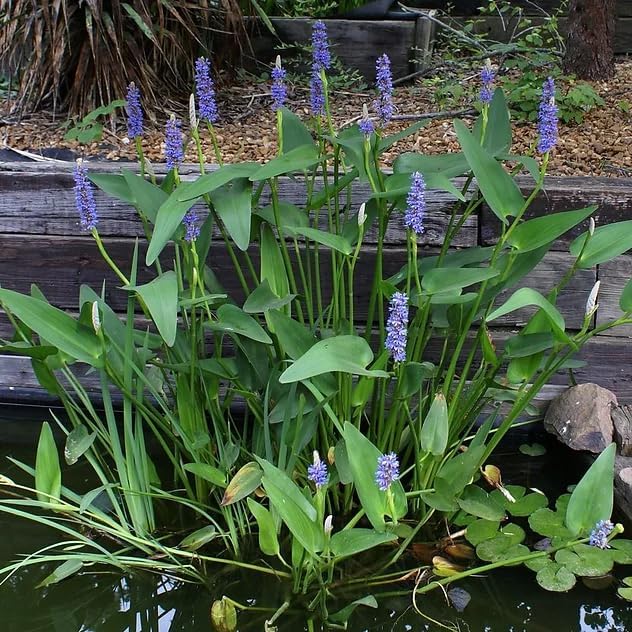 Pickerel Rush Live Pond Plant for Water Garden (Pink Pickerel Rush, 1)