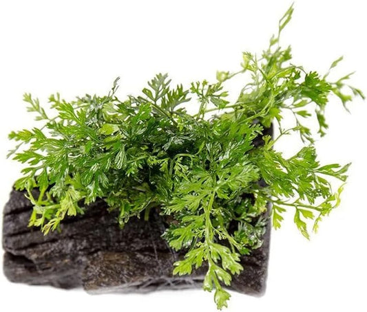 Live Planted Decor - Mini Bolbitis on Driftwood - Foreground to Midground Epiphytic Fern for Aquascaping, Aquarium Decor - Small