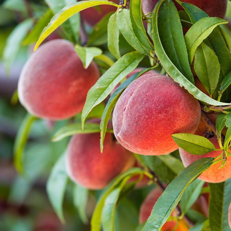 1 Year Old Red Peach Seedling Tree Live Plant, 6 to 12 Inches in Tall, Winter Hardy for Gardening Outdoor, Dormant, No Leaf, No CA