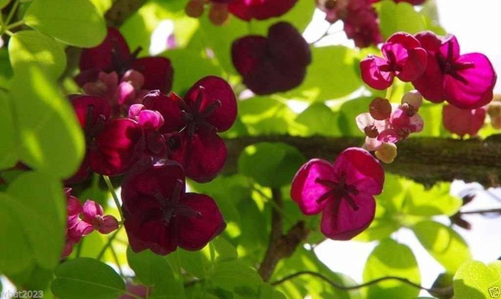 Akebia quinata Seeds- Chocolate Vine, Raisin Vine, Five-Leafed Akebia !