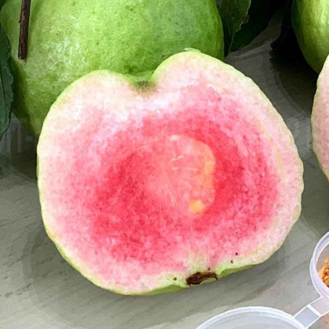 Pink Guava Tree Live Plant Starter Size, 7-12" in Tall, Outdoor Tropical Fruit Tree Fragrant and Sweet, Dormant in Winter