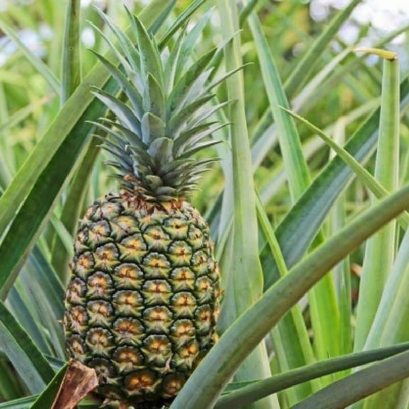 2 Gold Pineapple Plants Live to Grow, Sweet Pineapple Fruit Trees Live Plant 5 to 8 Inc Height, Ornamental Pineapple Plant
