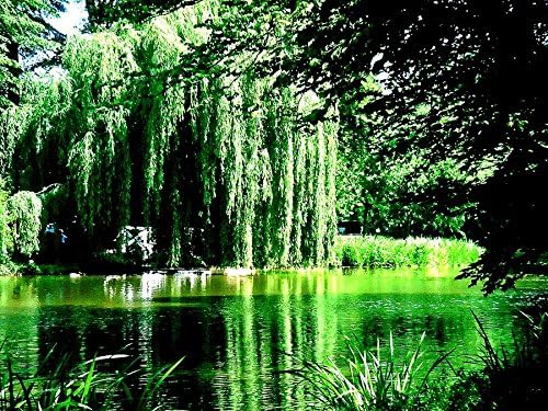 5 Willow Trees- Ready to Plant - 2 Weeping Willow Trees + 2 Austree Hybrid Willow Trees + 1 Corkscrew Willow Tree - Indoor Outdoor Live Trees - Bonsai Starts
