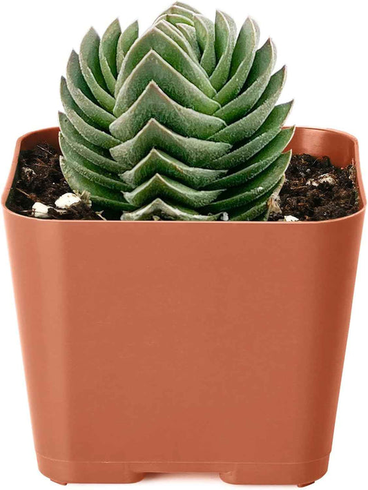 2" Live Succulent Plants Buddha's Temple, Mini Potted Succulents, Easy Care Indoor Houseplant, Unique Gifts, Home Office Décor