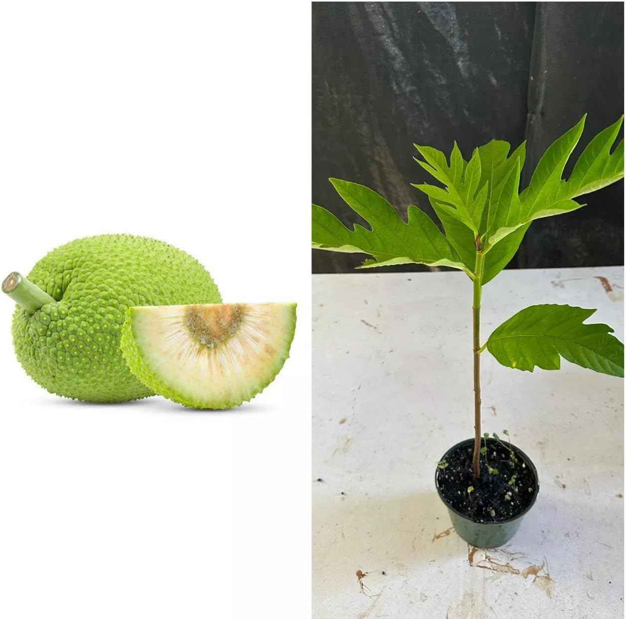 Breadfruit Plant, Breadfruit (Artocarpus altilis) Tropical Live Fruit Tree, Tropical Live Fruit Seedling, Green 10inch-1ft
