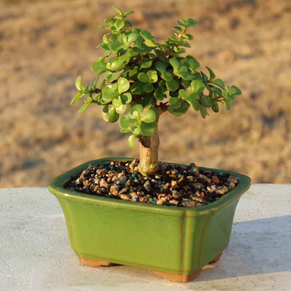 Brussel's Bonsai - Live Dwarf Jade Bonsai Tree in a Ceramic Bonsai Pot, Indoor Succulent Houseplant, 3 Years Old, 5-8 Inches Tall, Easy Care Plant for Home or Office (Small)