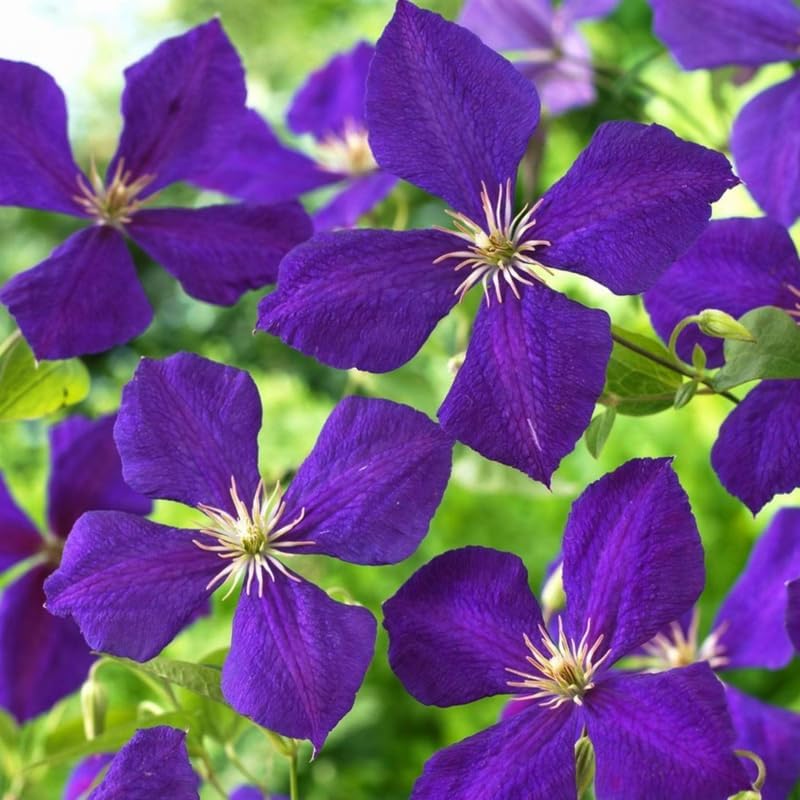 Deep Purple Clematis Vine Plant Live for Planting, Clematis Plant Live in 2.5 Inches Pot, Clematis Flowers Perennial