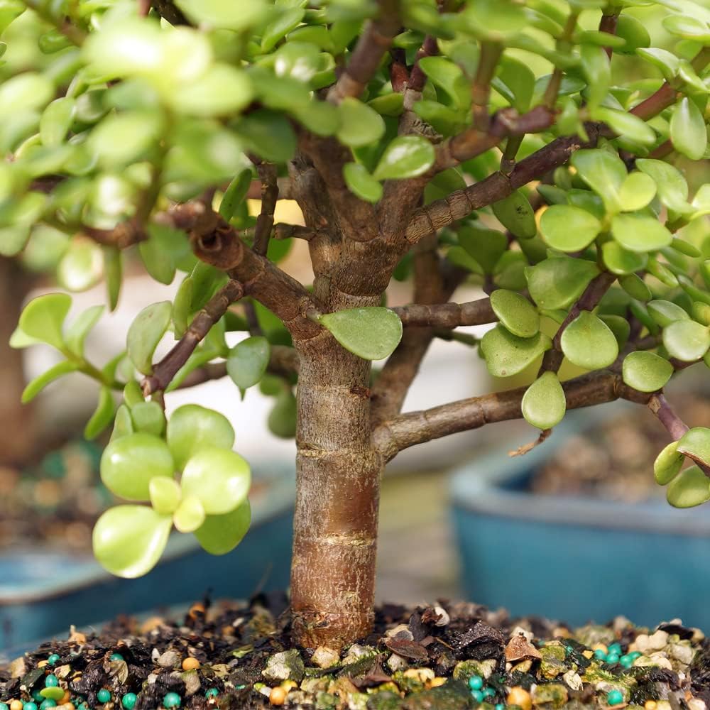 Brussel's Bonsai Live Dwarf Jade Bonsai Tree - Medium