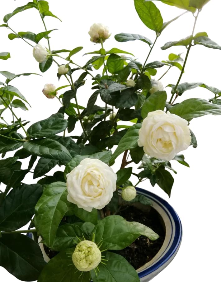 Grand Duke Jasmine Live Plant Double Jasmine Shurb White Jasmines Flowers Bush Frangant Flower Plant 5-7 Inch Tall in 3 Inch Pot