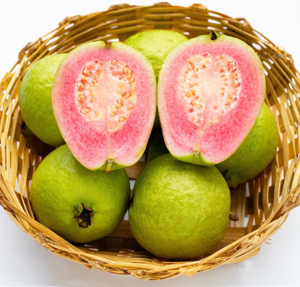 Pink Guava Tree Live Plant, Guava Plant Live, 8 to 10 Inches Tall, Sweet Tropical Fruit Tree for Indoor Outdoor Growing