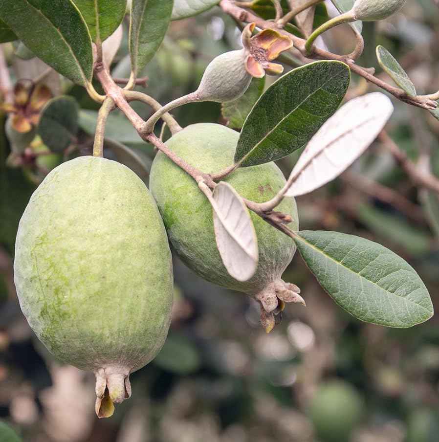 Pineapple Guava Tree Live Plant, Sweet Guavas Plant Tropical Fruit Tree 4-6 Inch Tall
