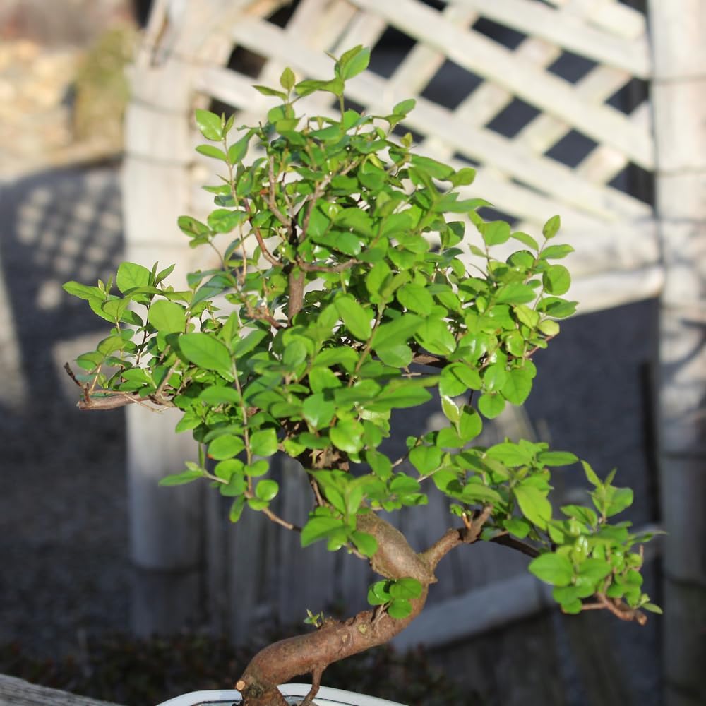 Brussel's Bonsai Live Chinese Sweet Plum Bonsai Tree - 5 Years, 6 to 10 in - Indoor Bonsai in Ceramic Bonsai Pot