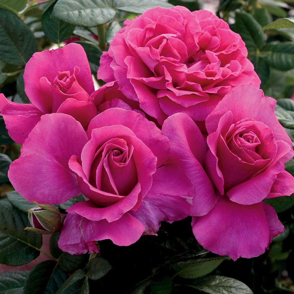 Heirloom Hybrid Tea Roses, Live Own Root Plant for Outdoor Garden, Pretty Lady Rose™, Moderately Fragrant, Hardiness Zones: 6-10, Continual Blooming