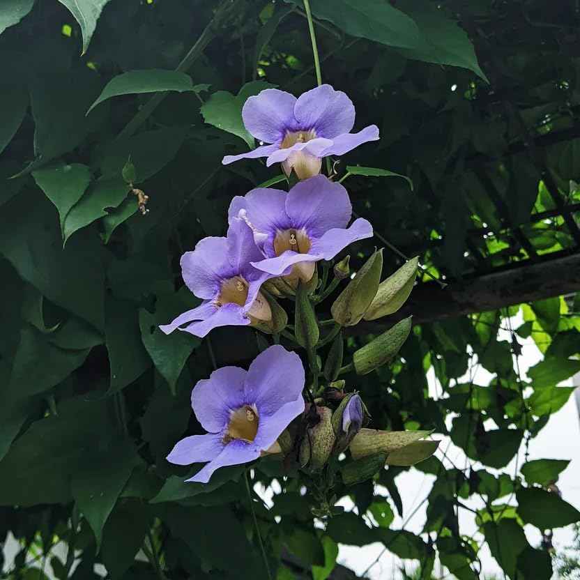 Thunbergia Grandiflora Plants | Pack of 2 (Two) | 5-9 Inch Blue Trumpet Vine | Sky Vine/Bengal Clock Vine | Fast-Growing Large Climber for Fences, Arbors & Privacy Screens