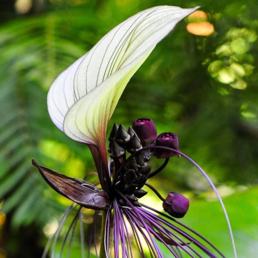 White Tacca Plants Live in 4 Inch Pot, White Bat Flower Well Rooted for Planting Indoor Outdoor, Ornamental Houseplant