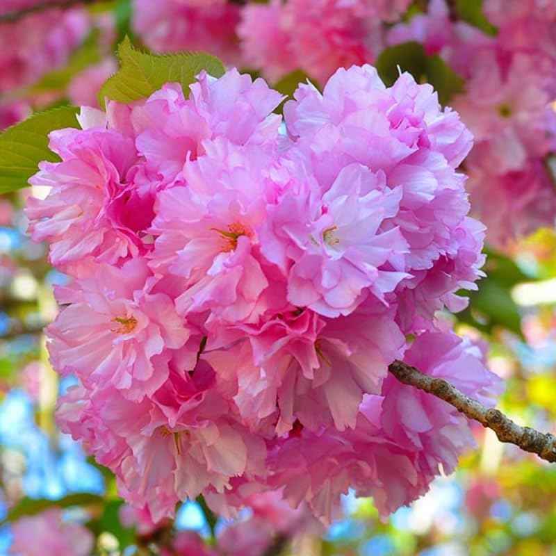 Live Cherry Blossoms Tree Plant, Kwanzan Flowering Cherry Blossom in 2.5 Inches Pot, Dormant in Winter, Perennial Bloom, 9 Months Old Trees