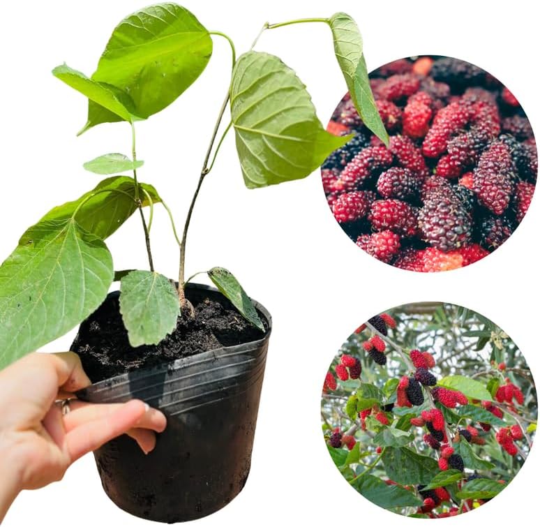 Dwarf Mulberry Tree Live Plant, Hardy Well Rooted 4-8'' Tall, Mulberry Fruit Tree for Indoor Outdoor Spring Planting Mulberries