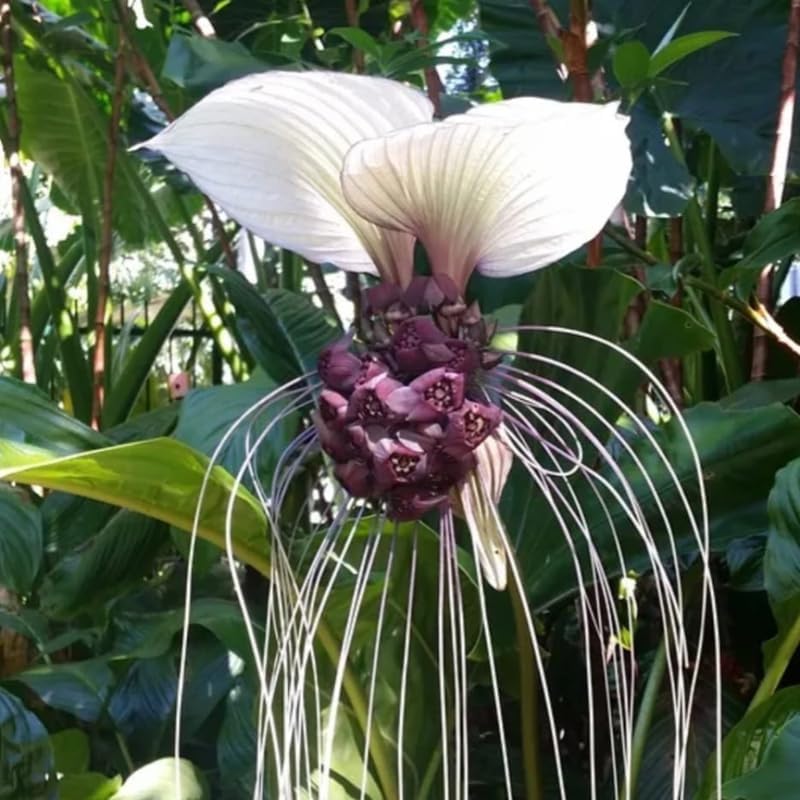 White Tacca Plants Live in 4 Inch Pot, White Bat Flower Well Rooted for Planting Indoor Outdoor, Ornamental Houseplant