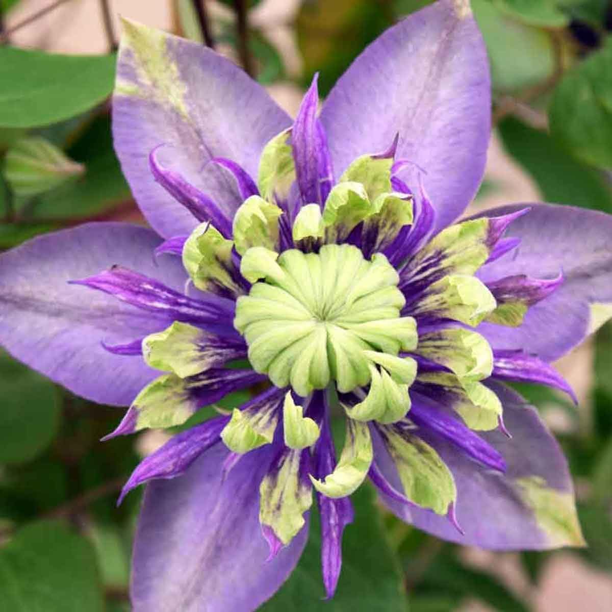 50 Pcs Climbing Clematis Vine Seeds for Planting Purple Red Pink Mix Colors Clematis Plants - Large Blooms Perennial Flowers Vines Seeds to Plant Outdoors