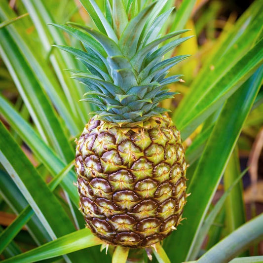 2 Gold Pineapple Plants Live to Grow, Sweet Pineapple Fruit Trees Live Plant 5 to 8 Inc Height, Ornamental Pineapple Plant