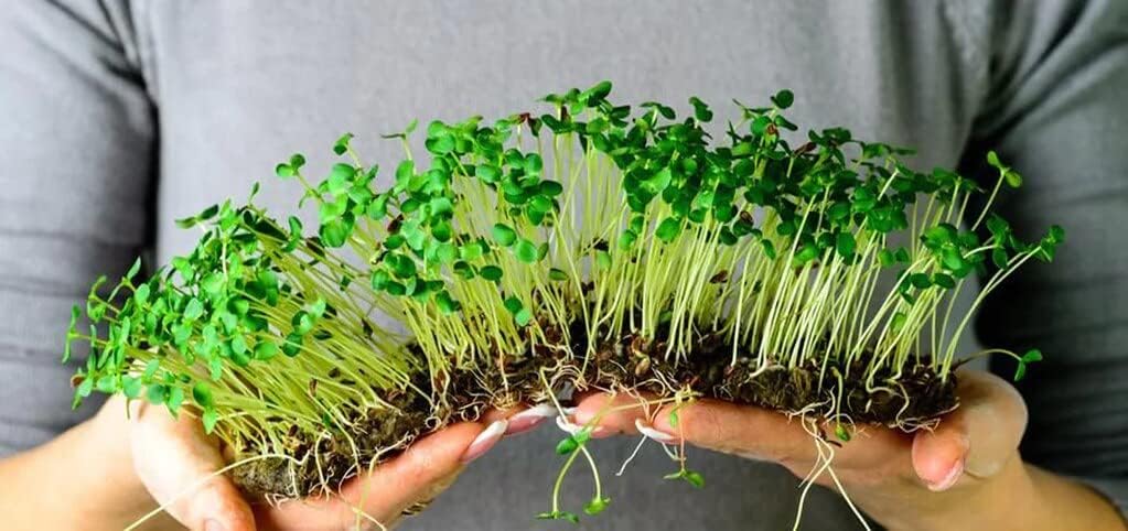 Organic Microgreens Premium Potting Mix: A Thoughtfully Balanced Blend of Natural Ingredients for Nutrient-Dense and Flavorful Microgreens - 4 Quart